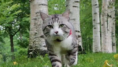  原来刷爆朋友圈的猫是它