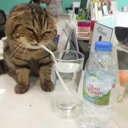  猫咪喝水,主人递只吸管,之后越看越不对劲,喝到神仙水了