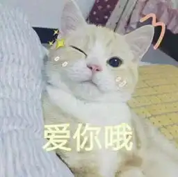 运营表情包猫咪