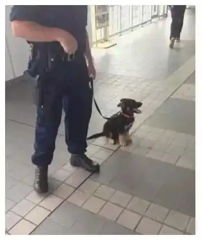  小警犬第一次执行任务,死死抓住领导,表情人家好怕怕啦