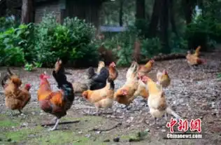  绿壳鸡蛋出山记从偏居一隅到畅销全国