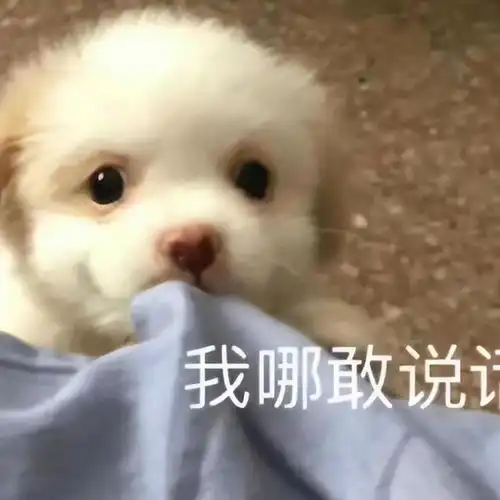  心口如一的几大直肠子星座,瞎说什么大实话