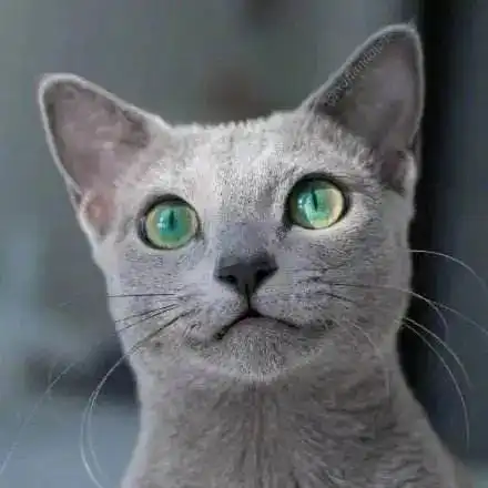  俄罗斯的猫被制裁了,这个新闻我能笑一年