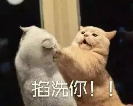  一大波猫咪表情包正在来袭,要斗图的拿走不谢