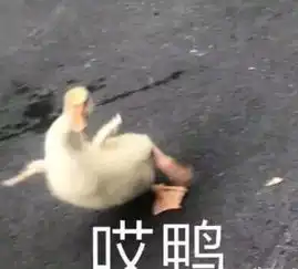  来自单身狗的内心独白我能怎么办我也不想单身呀