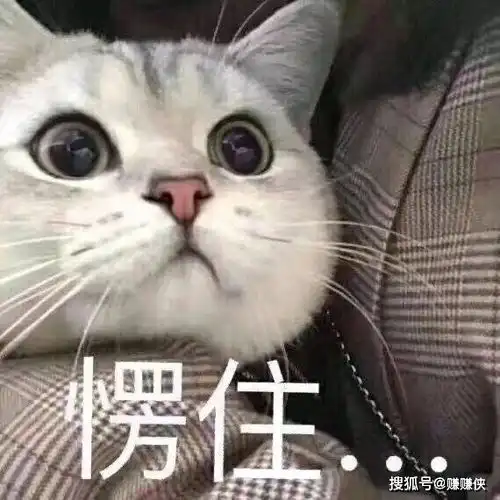  可爱表情包图片猫咪愣住,可以闭上狗嘴了