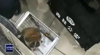  一级国保倭蜂猴惊现服装超市民警及时救助送其回家