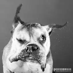  狗狗们狂甩是的表情