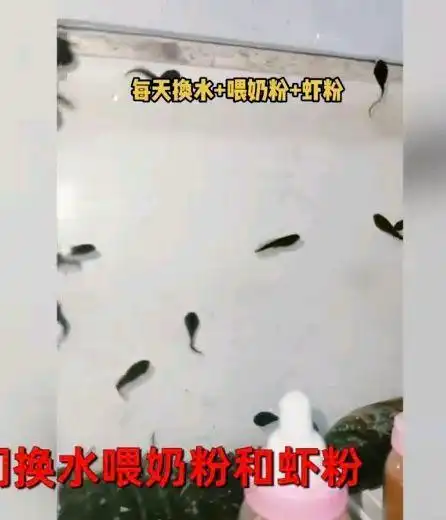  女儿抓小蝌蚪回家遇上疫情封闭长出2腿,爸爸愁死,网友坐等青蛙
