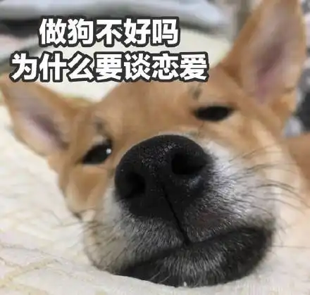 情人节快到了,一波单身狗表情包备用