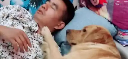  表情金毛不让主人睡午觉,主人的一句话,狗狗的表情亮了表情
