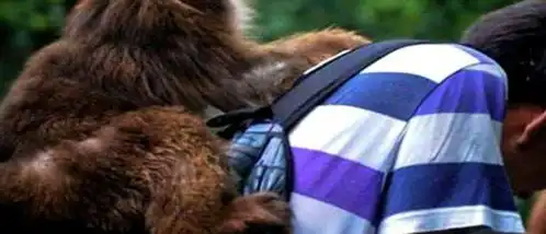  峨眉山猴子为什么不受游人喜爱当地居民对这些猴子是什么态度