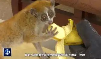  一级国保倭蜂猴惊现服装超市民警及时救助送其回家