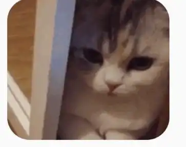  求一张猫的动图表情包