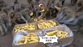  峨眉山上的猴子真的太狂了,直接上手掏口袋
