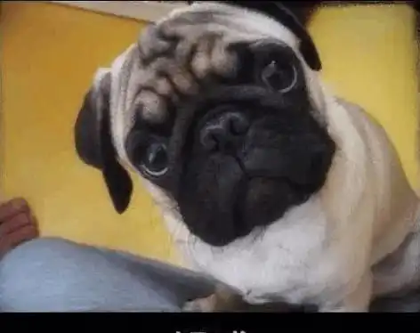  狗狗掉毛怎么办看看怎么保养狗狗的毛发