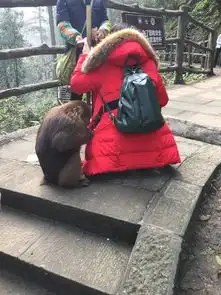 峨眉山的猴子表情包爬山