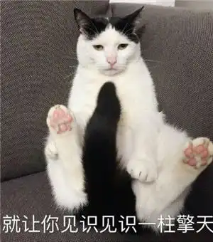 猫咪表情包高清图