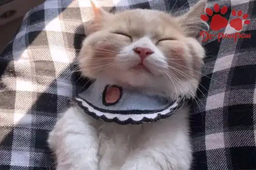  爪爪博士教你怎样去读懂猫咪的语言