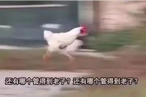  说脏话怼人已经out了,甩出这几张表情包,怼到无话可说