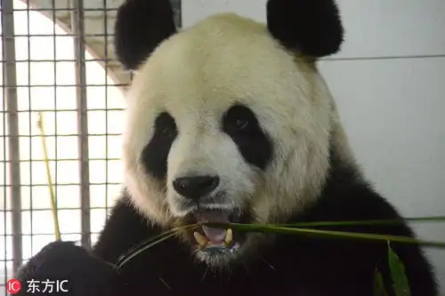  来吸熊猫啦滚滚叼竹子表情酷拽一看就是社会熊猫