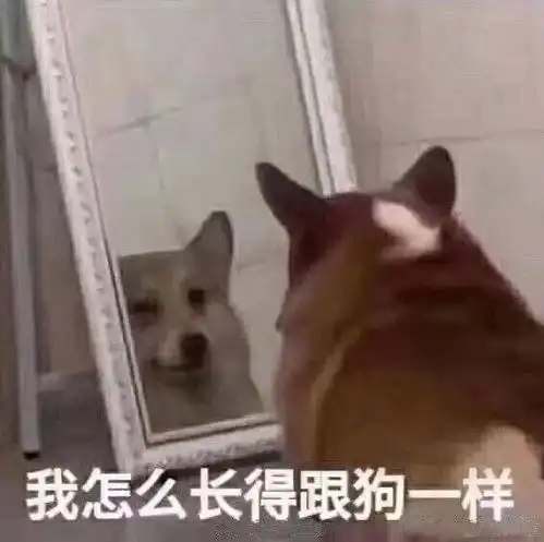  哭包奶狗18岁生日摔断腿失去老婆崽子,变...