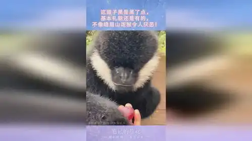  这猴子黑是黑了点,基本礼貌还是有的,不像峨眉山泼猴令人厌恶