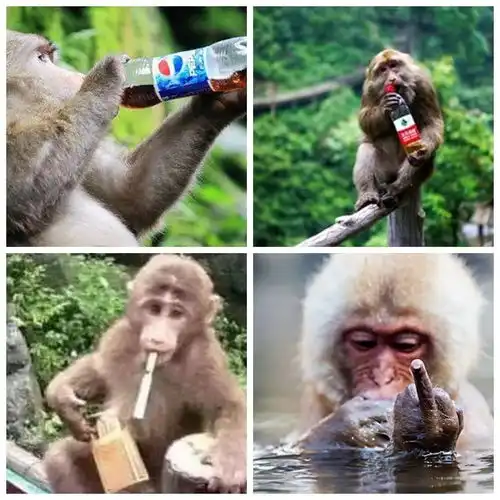  有多少游客被峨眉山的猴子亲过脸