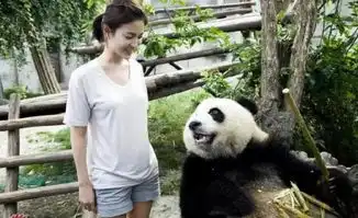  王者荣耀官方认养大熊猫原来认养熊猫的人这么多