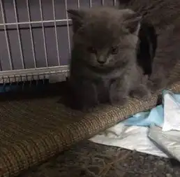  包子脸英短蓝猫灰色眼睛