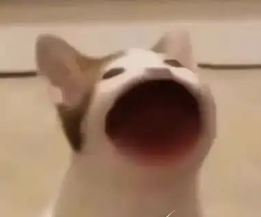huh猫表情包动图popo