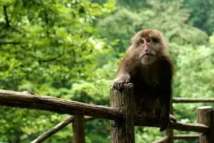  乐山大佛峨眉山一日游峨眉山4小时生态猴区万年寺等大佛2小时亲临抱佛足