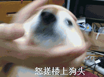 动态图片gif表情包高清d