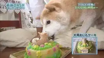  16岁表情包柴犬北登去世日本网民集体哀悼