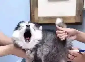  雪橇犬惨被爆菊,它的表情好狰狞...