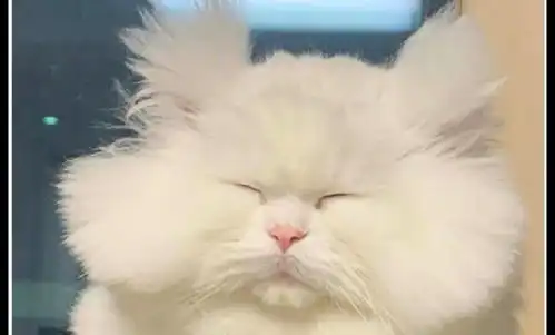  猫咪醒来后一脸犯困的表情,头发都炸起来了,好像刚起床的我
