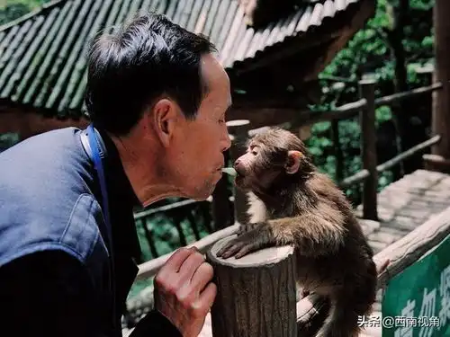  峨眉山猴在山林中不慎跌落受伤引发游客关心和关注已捕获并救治