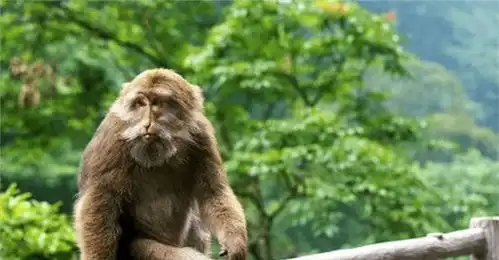 恶猴自有洋人磨峨眉山的猴子遇到外国人,一套军体拳轻松吓走