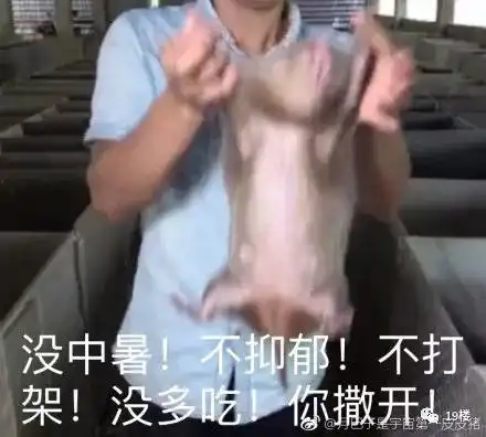  笑到泪奔全南这对竹鼠兄弟全国都火了