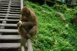  毕业旅行重庆峨眉山牛背山