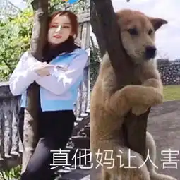  迪丽热巴尴尬抱树魔鬼阿丝找到同款表情包毫无违和感