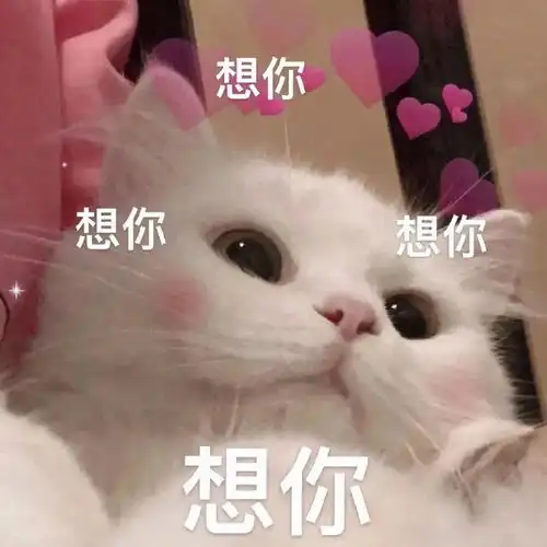 huh猫表情包动图表情