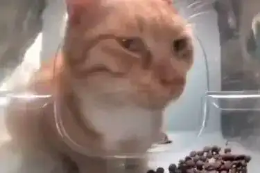 猫屎的表情包猫粮