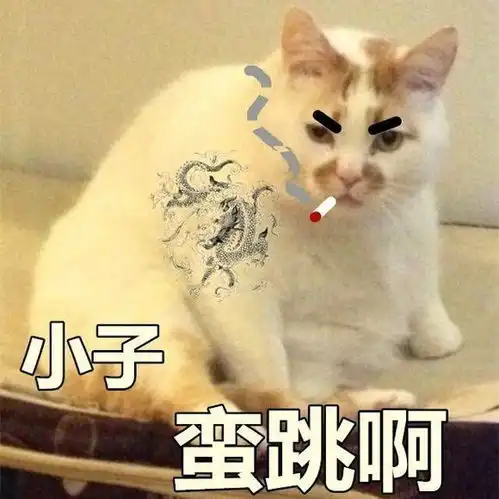  那些年我们用过的猫咪表情包,快看看你有没有收藏过
