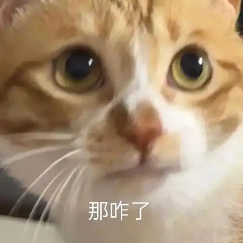  合法但有病的发疯小猫表情包