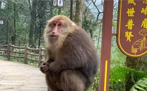  峨眉山猴子的好日子到头了工作人员部分景点实行人猴分离