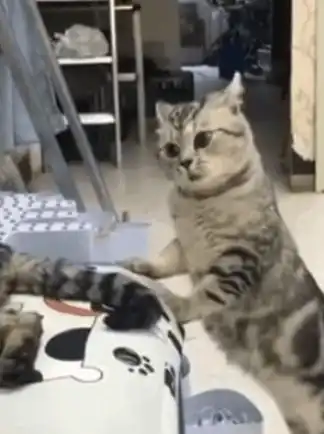  求一个猫咪表情包动图没配字的也行这个表情包的动图