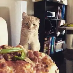  前段时间网上那只世界上最悲伤的猫,现在过得怎么样了呢