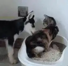  哈士奇直奔猫砂盆开始吃猫屎,毫无下限...
