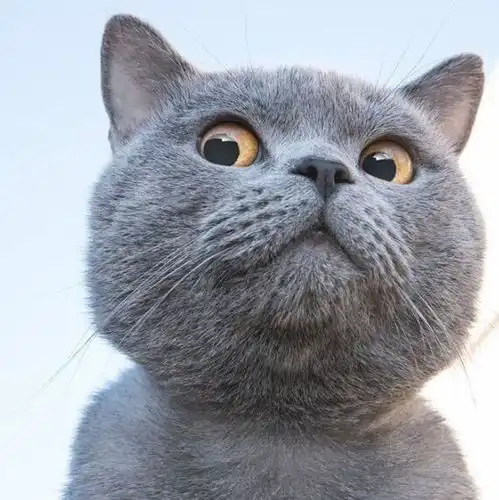  这样的猫咪真少见,眼睛仿佛会说话,蓝猫我是表情包制造商